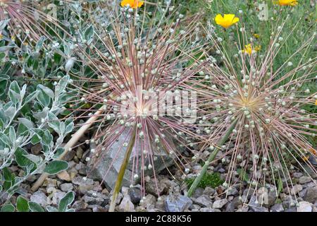 Testa di mare Allium Schbertii Foto Stock