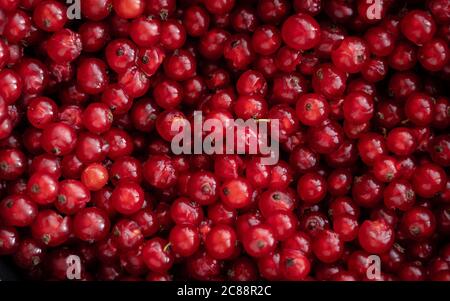 Immagine a frame pieno di un mucchio di ribes rosso. Sfondo naturale: Bacche di un ribes rosso. Estate. Profondità di campo ridotta Foto Stock