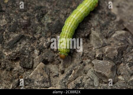 la falce di acero rosata bruco che attraversa la strada Foto Stock