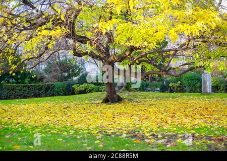 Un albero giallo d'autunno. Foglie d'autunno caduti colorate su erba verde Foto Stock