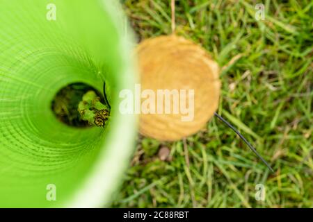 Fuoco poco profondo di un albero di sega giovane visto crescere in un tubo di plastica di makeshift per proteggerlo che è mangiato dagli animali selvatici. Foto Stock