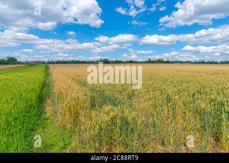 Stuttgart-Möhringen, Landwirtschaft, Baden-Württemberg, Germania del Sud Foto Stock