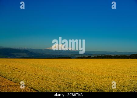 Elbrus Landscape con un campo di grano al mattino di Erly, cielo blu e campo d'oro Foto Stock