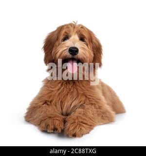 Adorabile cucciolo di cane Labradoodle rosso / abricot, adagiato di fronte, guardando verso la macchina fotografica con occhi lucidi e scuri. Isolato su sfondo bianco. MOU Foto Stock