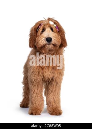 Carino rosso / abricot australiano Cobberdog / Labradoodle cane cuccia, posa in piedi modi laterali in piedi davanti indossando rosa / fiori bianchi isolato su Whi Foto Stock