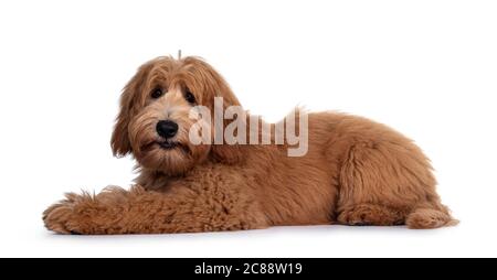 Carino rosso / abricot australiano Cobberdog / Labradoodle cuccia cane, che si posa lungo le vie laterali. Bocca chiusa. Isolato su sfondo bianco. Foto Stock