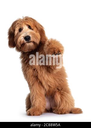 Carino rosso / abricot australiano Cobberdog / Labradoodle cuccia cane, seduto con una zampa alta in aria. Bocca chiusa. Isolato su sfondo bianco. Foto Stock