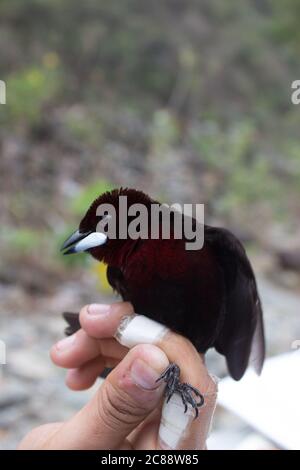 Piccolo uccello tanager argentato (carbo ramfocelus), sdraiato in mano di una persona, giungla amazzonica, Madre de Dios, Puerto Maldonado, Perù Foto Stock