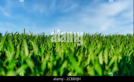 vista ad angolo basso dell'erba verde sul campo o del prato contro il cielo blu Foto Stock