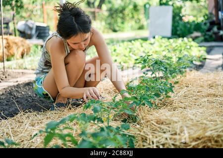 Femmina coltivatore che piantano cetrioli nel giardino di verdure. Giardinaggio Foto Stock