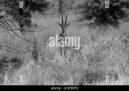 Un'immagine monocromatica di un antilope indiano gazelle chiamato anche Chinkara con grandi corna appuntite che si erigano davanti alle praterie Del Rajasthan India Foto Stock