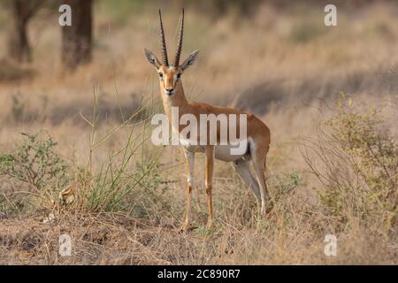 Un antilope indiano gazelle chiamato anche Chinkara con grande lungo corna appuntite che si levano in piedi da soli sotto il sole di sera durante il ora d'oro Foto Stock