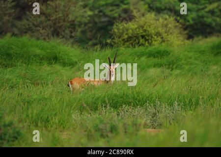 Immagine di un antilope indiano gazelle chiamato anche Chinkara con belle corna appuntite che si erono tra erba verde e fiori selvatici A Rajasthan India Foto Stock