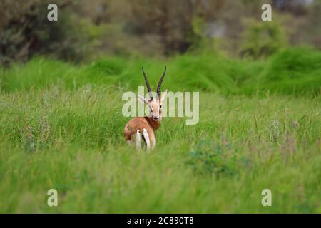 Immagine di un antilope indiano gazelle chiamato anche Chinkara con belle corna appuntite che si erono tra erba verde e fiori selvatici A Rajasthan India Foto Stock