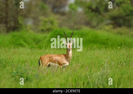 Immagine di un antilope indiano gazelle chiamato anche Chinkara con belle corna appuntite che si erono tra erba verde e fiori selvatici A Rajasthan India Foto Stock