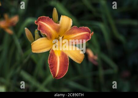 Fiori di arancio e giallo di Hemerocallis o Daylily in un giardino. Foto Stock