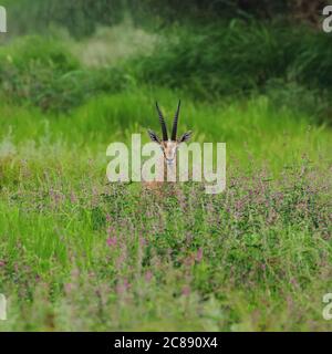 Immagine di un antilope indiano gazelle chiamato anche Chinkara con belle corna appuntite che si erono tra erba verde e fiori selvatici A Rajasthan India Foto Stock