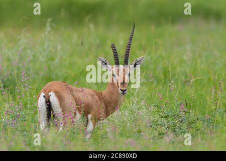 Immagine di un antilope indiano gazelle chiamato anche Chinkara con belle corna appuntite che si erono tra erba verde e fiori selvatici A Rajasthan India Foto Stock