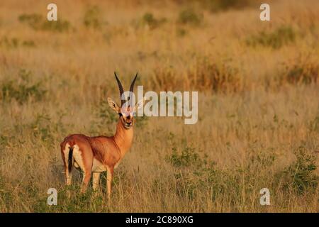 Un antilope indiano gazelle chiamato anche Chinkara con grande lungo corna appuntite che si levano in piedi da soli sotto il sole di sera e nel mezzo erba secca Foto Stock