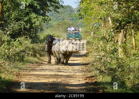 Gruppo di un rinoceronte cornato che cammina su una pista essere Guardato dai turisti in jeep safari al parco nazionale di Kaziranga Ad Assam India il 6 dicembre 2016 Foto Stock