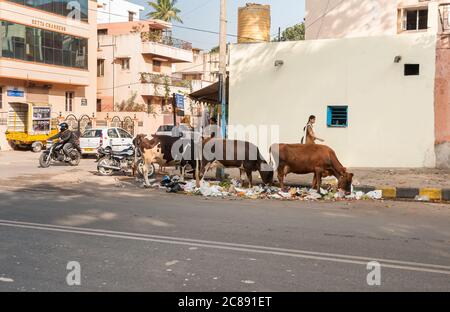 Bangalore, Karnataka, India - 13 gennaio 2013: Mucche che mangiare in strada lato spazzatura scarico a Bengaluru, scena urbana. Foto Stock