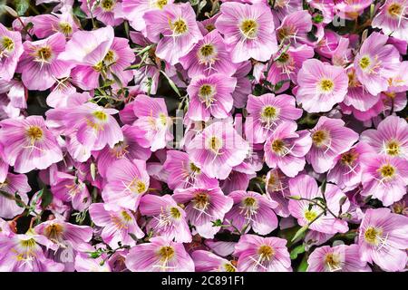 gran numero di fiori rosa di petunia in luce del giorno, sfondo di fiori Foto Stock