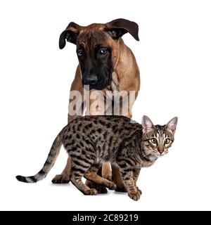 Savannah F7 gatto e Boerboel malinois cross razza cane, giocare insieme. Gatto che cammina di fronte al cane in piedi dietro di esso. Isolato su sfondo bianco. Foto Stock