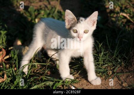 Il piccolo gattino bianco sta guardando la macchina fotografica al giardino Foto Stock