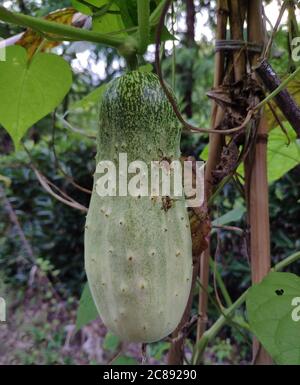 due piccoli insetti sconosciuti succhiano il succo del cetriolo fresco in campagna nella notte estiva Foto Stock