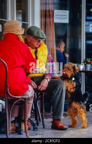 Airedale Terrier sulle sue gambe posteriori che pregano di cibo. Tunbridge Wells, The Pantile, Kent, Inghilterra Foto Stock
