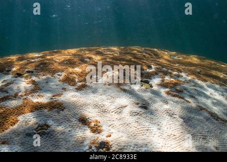 Sbiancamento dei coralli in Ilhabela, se Brasile Foto Stock
