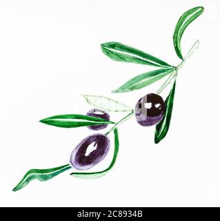 ramoscello di olivo con olive mature su sfondo bianco dipinto a mano con vernici acquerello su carta bianca testurizzata Foto Stock