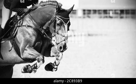 Un'immagine in bianco e nero di un bellissimo e forte cavallo da corsa con un pilota in sella, che salta su una barriera alta in una gara di salto show. Foto Stock