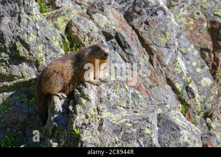 Un gounghog sulle rocce di Chamrousse Foto Stock