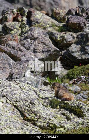 Un gounghog sulle rocce di Chamrousse Foto Stock