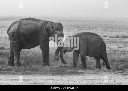 Immagine monocromatica di due giovani elefanti con le zecche che giocano insieme Con i loro tronchi in Assam India Foto Stock