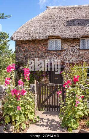 Hollyhocks fiorire dal cancello di un cottage tradizionale con tetto di paglia sul Parco Nazionale Exmoor nel villaggio di Bossington, Somerset UK Foto Stock