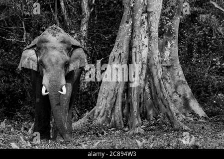 Un'immagine di un elefante asiatico selvaggio con le zanne in piedi Ai margini di una giungla in un parco nazionale Nel Bengala Occidentale India Foto Stock