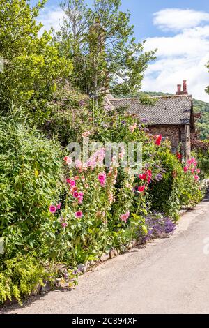 Hollyhocks fiorente accanto a una corsia sul Parco Nazionale Exmoor nel villaggio di Bossington, Somerset UK Foto Stock