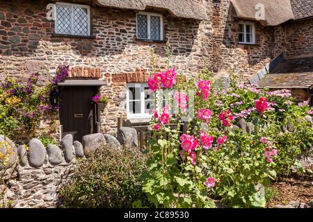 Hollyhocks fiorire dal cancello di un cottage tradizionale con tetto di paglia sul Parco Nazionale Exmoor nel villaggio di Bossington, Somerset UK Foto Stock