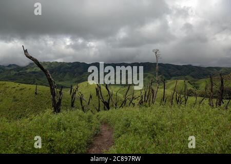 Valle di Dzukou Foto Stock