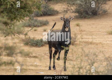 Un giovane nilgai conosciuto anche come Blue bull il più grande antelope trovato in India stampando il suo zoccolo anteriore destro in Jodhpur Rajasthan India Foto Stock