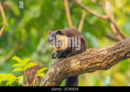 Scoiattolo gigante indiano noto anche come scoiattolo malabarese o gigante scoiattolo che si siede su un ramo di albero con la sua coda appesa e mangiare noci in una foresta pluviale Foto Stock