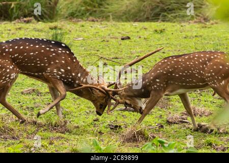 Due cervi maschi avvistarono combattendo con le loro formiche durante l'accoppiamento Stagione in un parco nazionale in Karnataka India Foto Stock