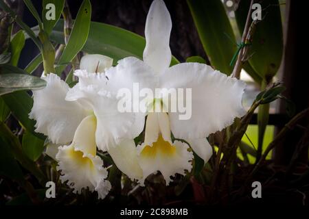 Closeup shot di bella bianco mattleya fiori labiata in un giardino Foto Stock