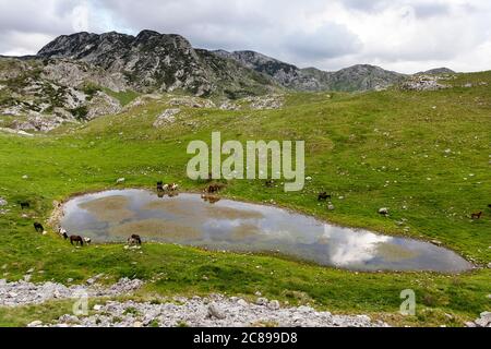 Cavalli al lago su un prato, Parco Nazionale Durmentor, Montenegro Foto Stock