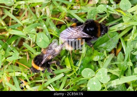 Bumblebee (Bombus terrestris) che si accoppiano sul prato del giardino - Scozia, UK Foto Stock
