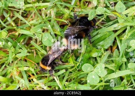 Bumblebee (Bombus terrestris) che si accoppiano sul prato del giardino - Scozia, UK Foto Stock