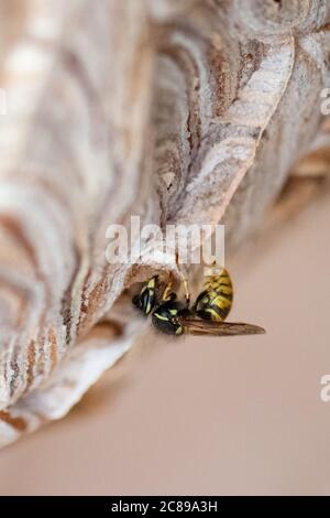 Vespula vulgaris, giallino wasp costruzione nido in giardino capannone, Regno Unito Foto Stock