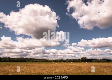Riserva naturale Bislicher Insel sul basso Reno vicino Xanten, paesaggio alluvionale, Nord Reno-Westfalia, Germania. Naturschutzgebiet Bislicher Ins Foto Stock